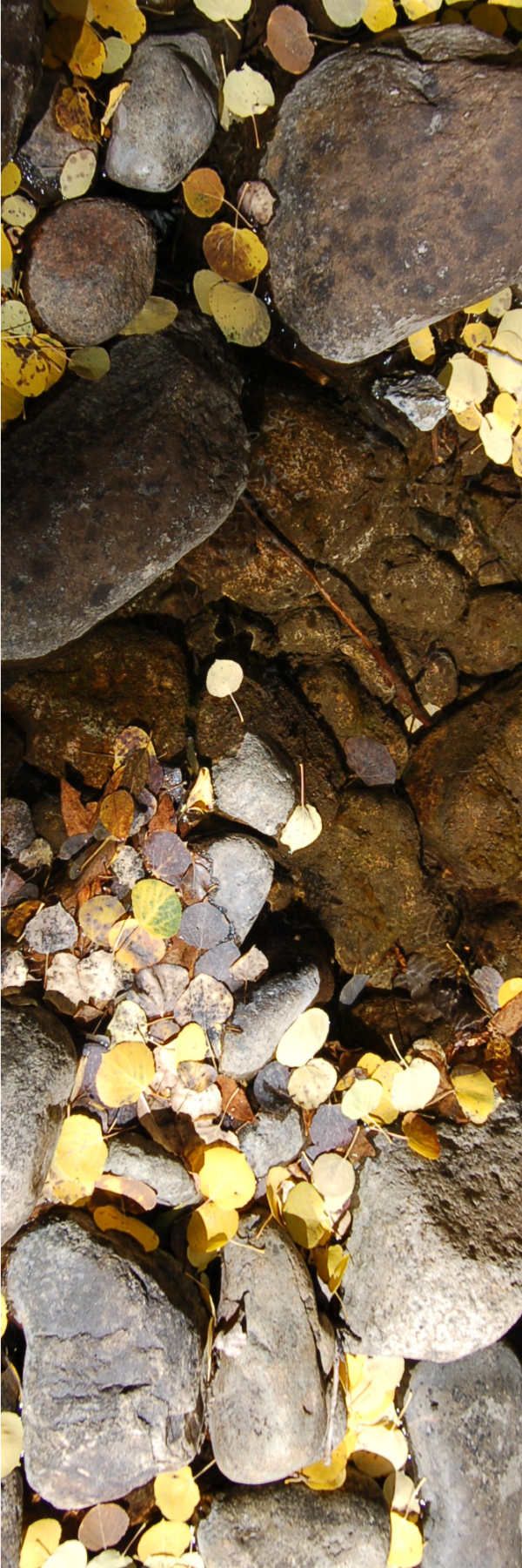 Single sided bookmarks ~ 2"X6"